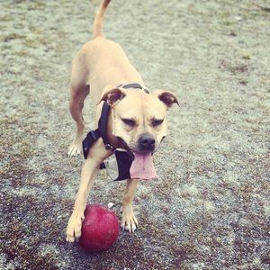 Meet your Posher, Jodi